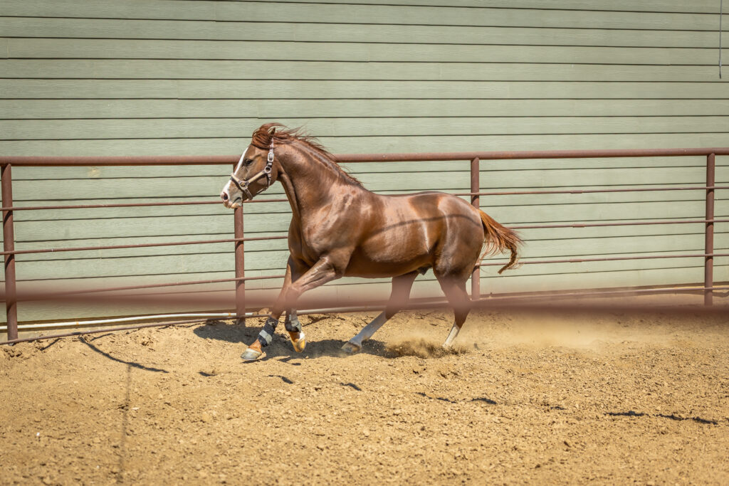 Triple Oaks Ranch – Miscellaneous – Image 50