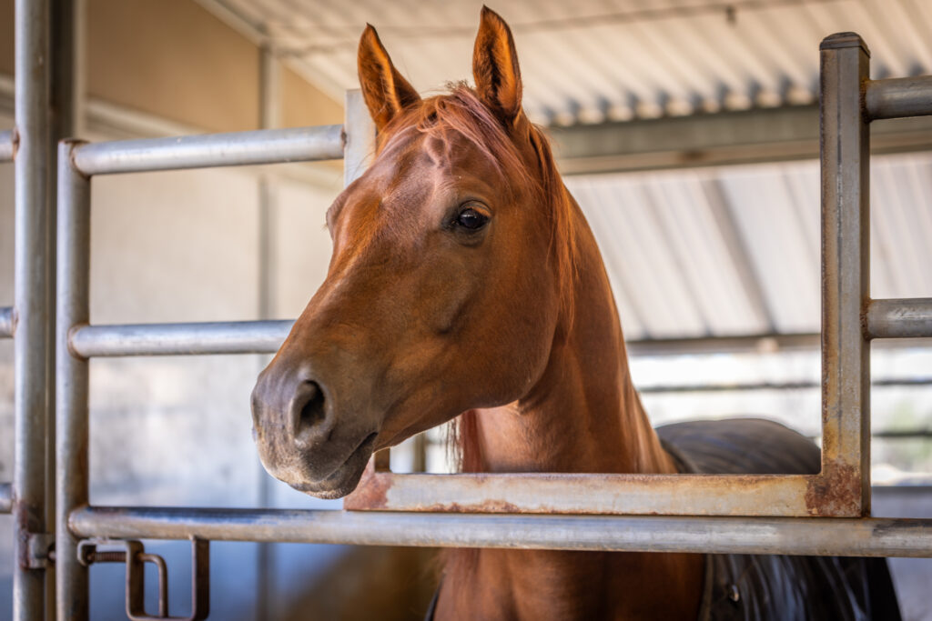 Triple Oaks Ranch – Miscellaneous – Image 58
