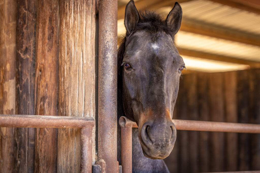 Triple Oaks Ranch – Miscellaneous – Image 60