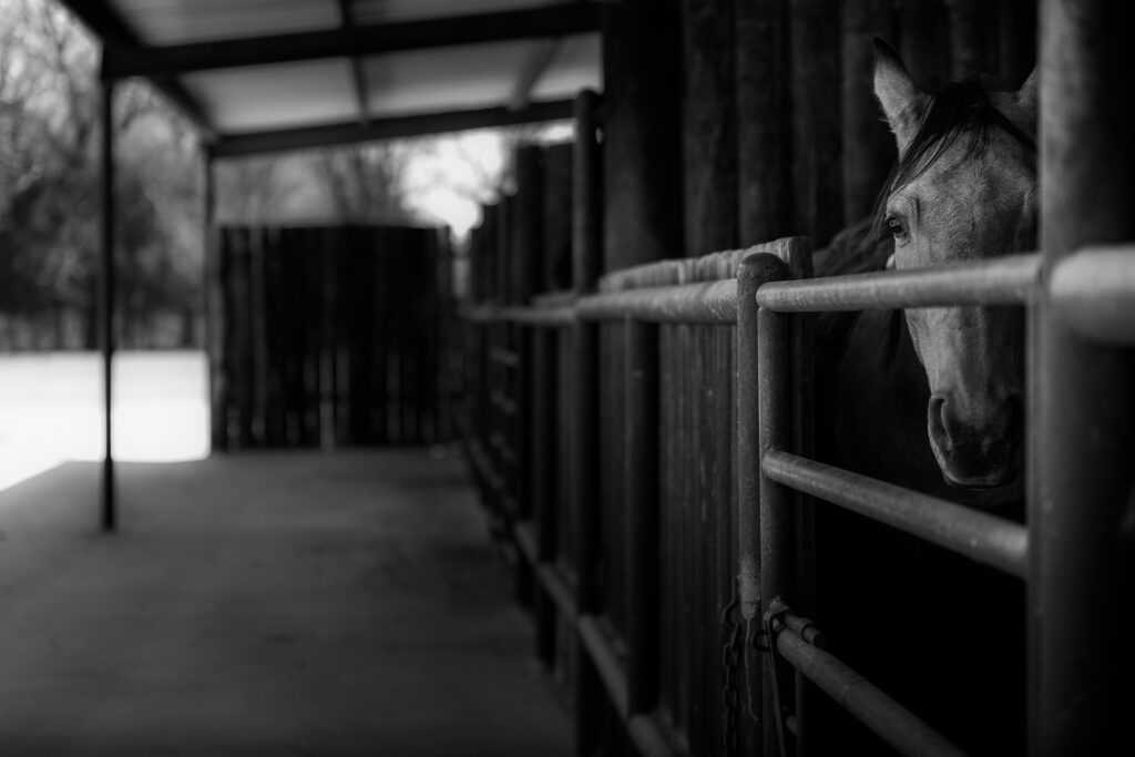 Triple Oaks Ranch – Miscellaneous – Image 61