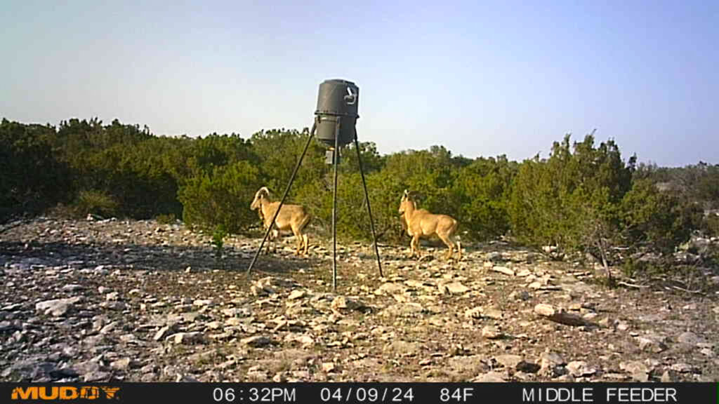 Juno 44 Ranch – Game Cam – Image 1
