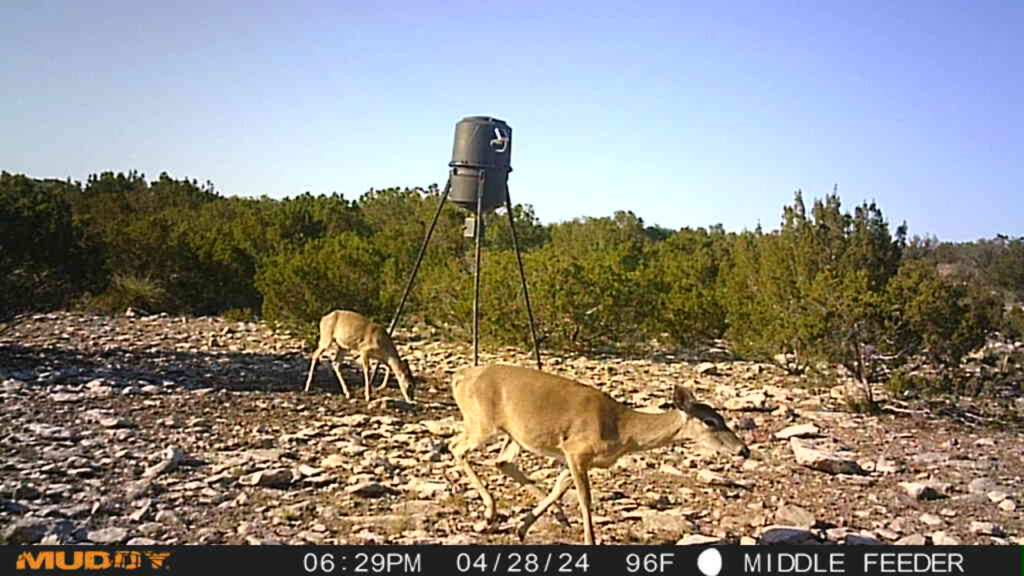 Juno 44 Ranch – Game Cam – Image 2