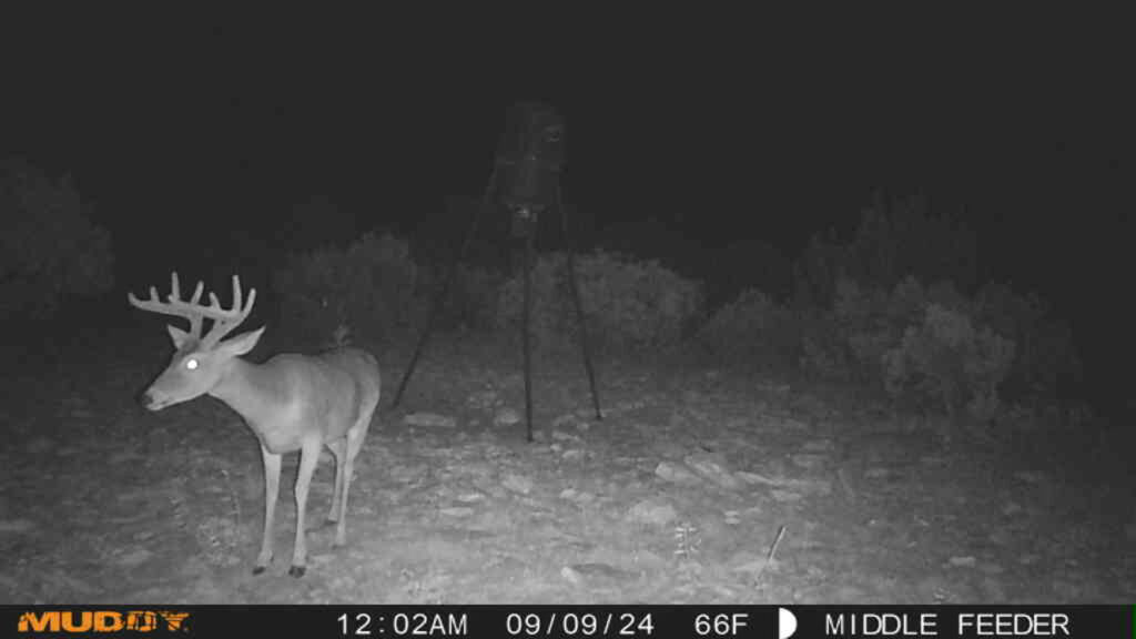 Juno 44 Ranch – Game Cam – Image 3