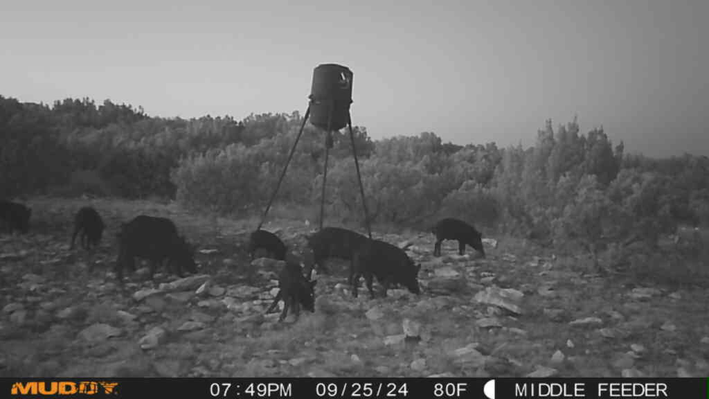 Juno 44 Ranch – Game Cam – Image 4