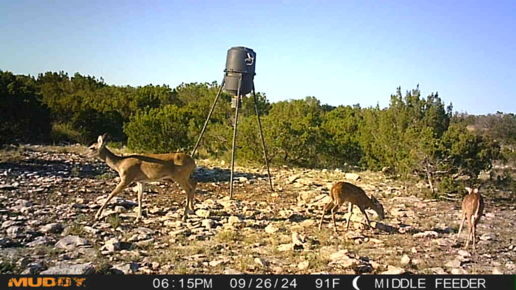 Juno 44 Ranch – Game Cam – Image 5