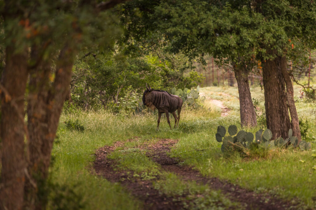 Aspire Wildlife Ranch – Wildlife – Image 6