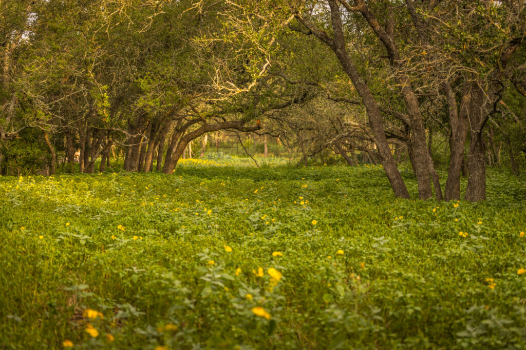 Aspire Wildlife Ranch – Land & Terrain – Image 1