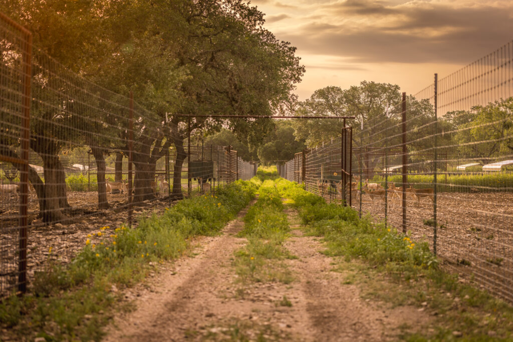 Aspire Wildlife Ranch – Fencing & Cross Fencing – Image 1