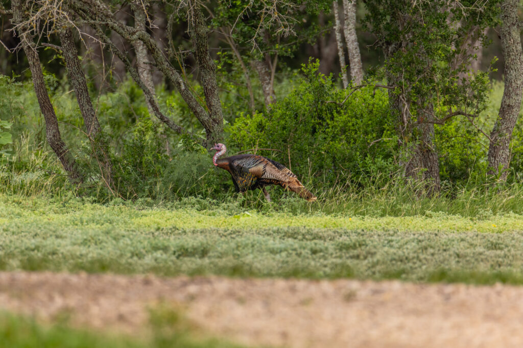 Aspire Wildlife Ranch – Wildlife – Image 1