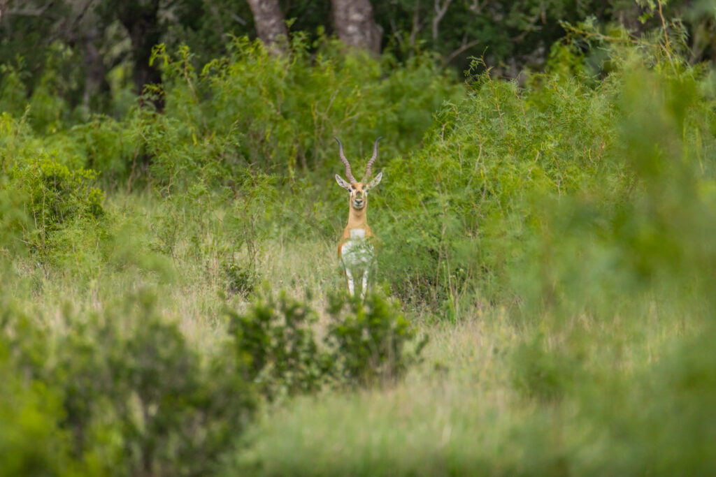 Aspire Wildlife Ranch – Wildlife – Image 2