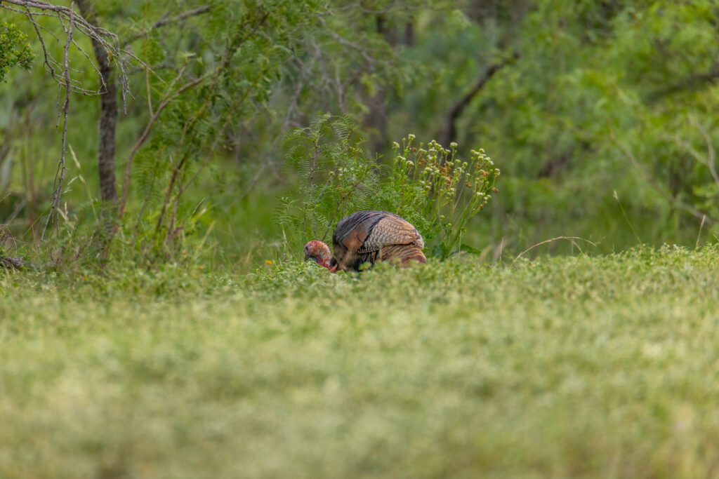 Aspire Wildlife Ranch – Wildlife – Image 4