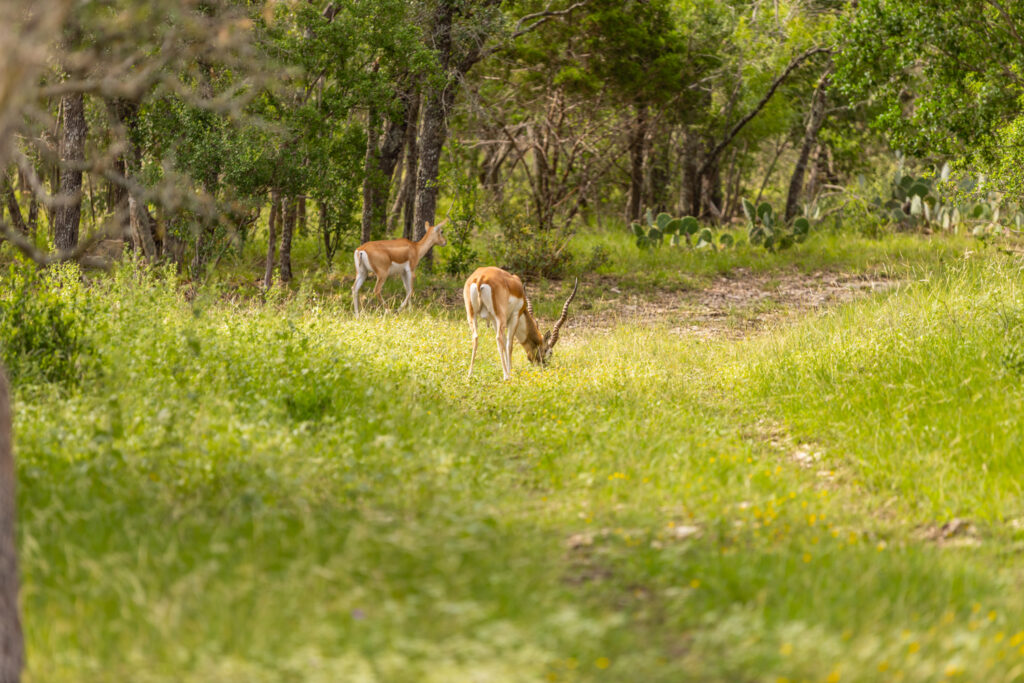 Aspire Wildlife Ranch – Wildlife – Image 7