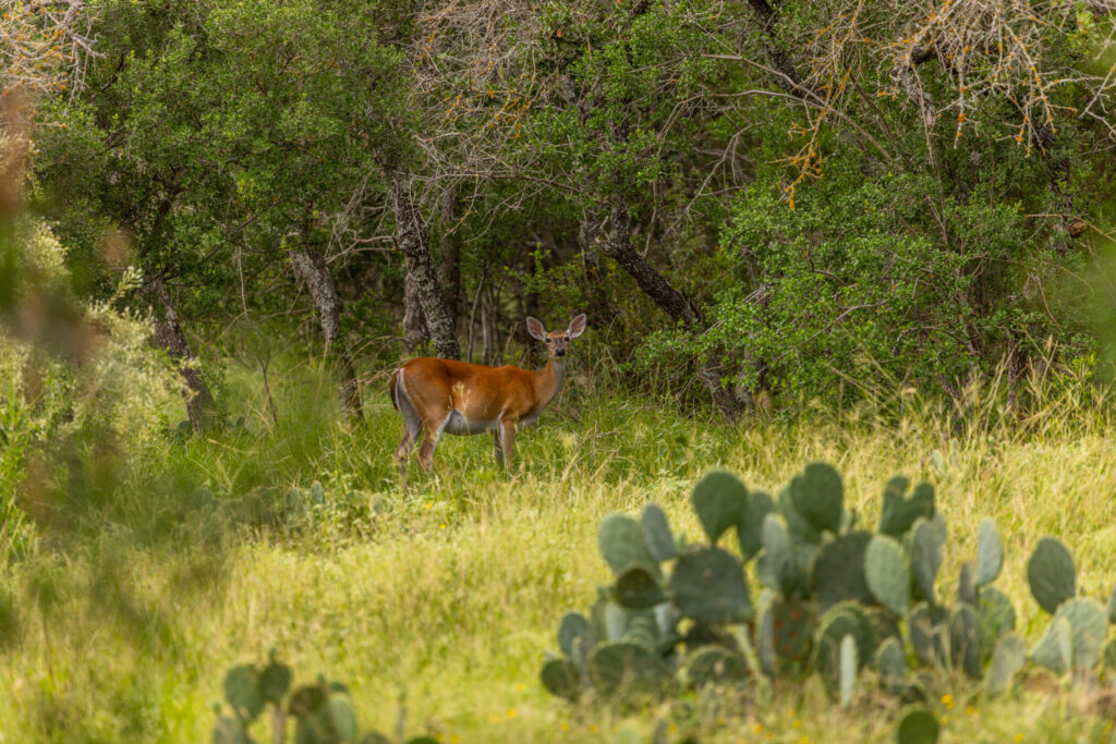 Aspire Wildlife Ranch – Wildlife – Image 5