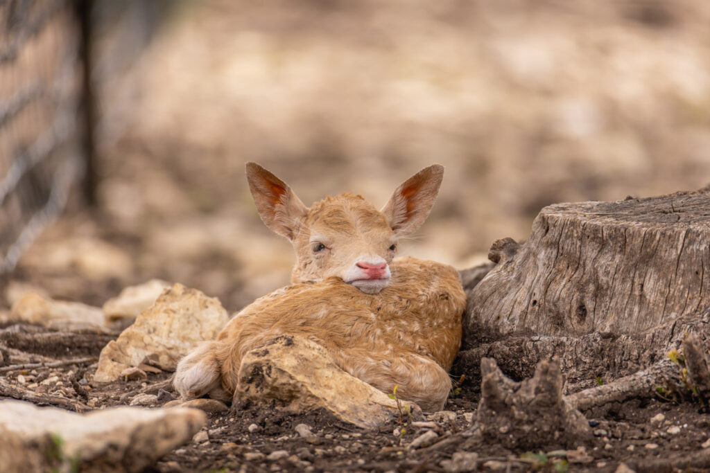 Aspire Wildlife Ranch – Wildlife – Image 3