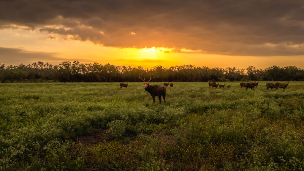 Aspire Wildlife Ranch – Wildlife – Image 8