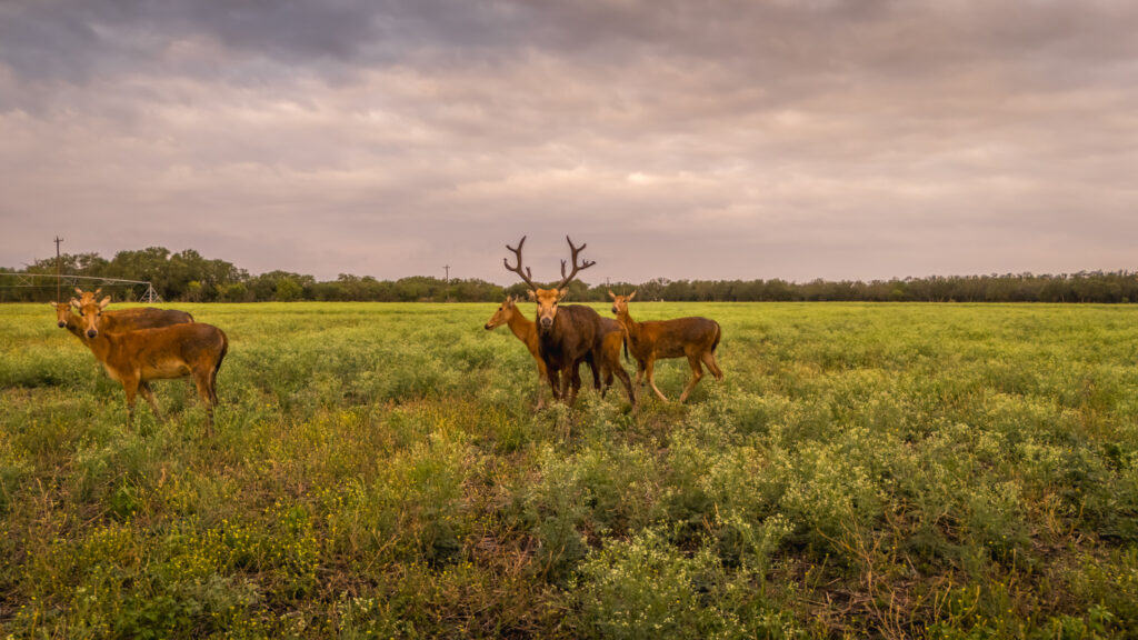 Aspire Wildlife Ranch – Wildlife – Image 9