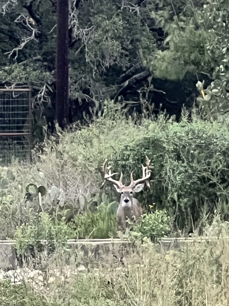 Aspire Wildlife Ranch – Seller-Provided Photos – Image 6