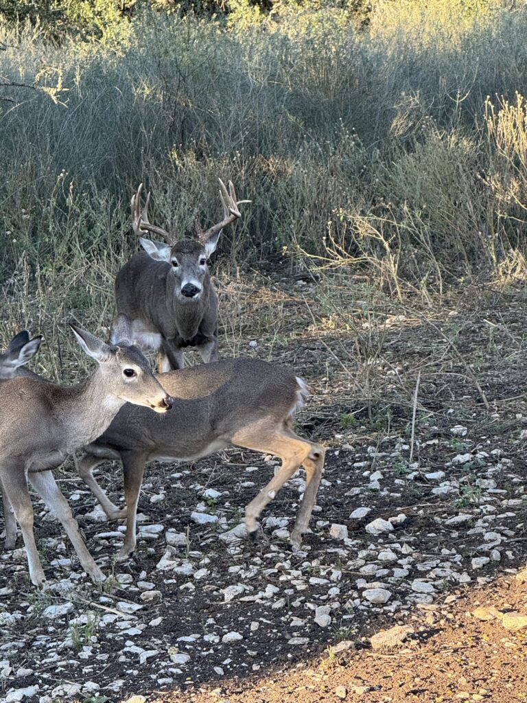 Aspire Wildlife Ranch – Seller-Provided Photos – Image 14