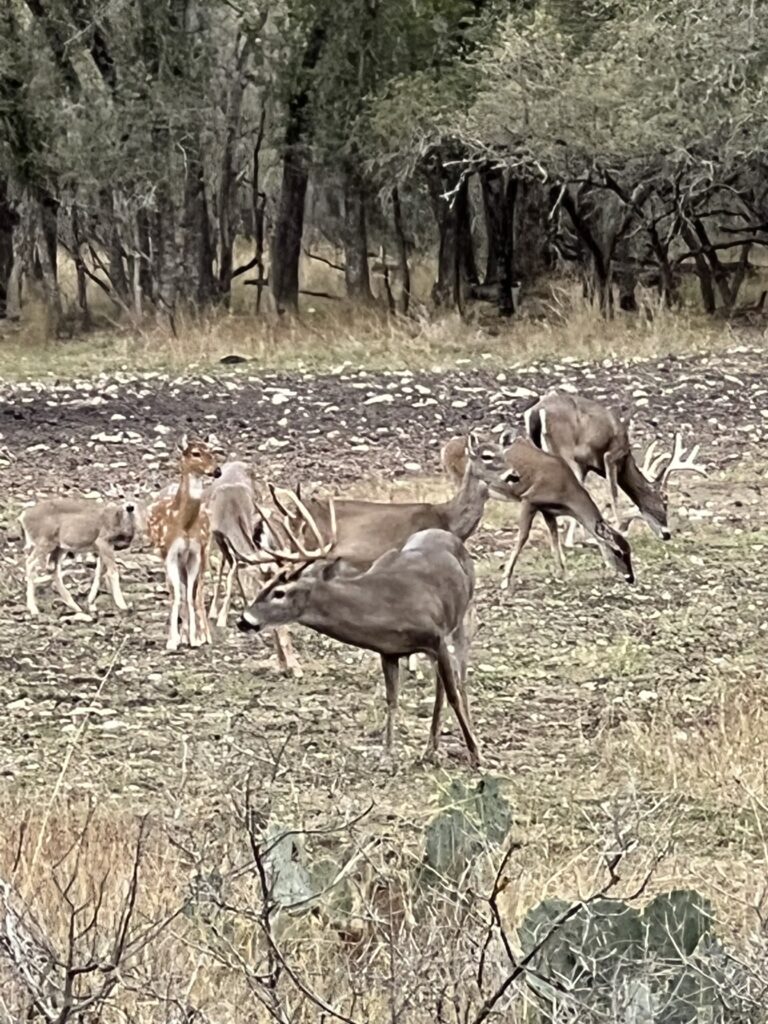 Aspire Wildlife Ranch – Seller-Provided Photos – Image 15