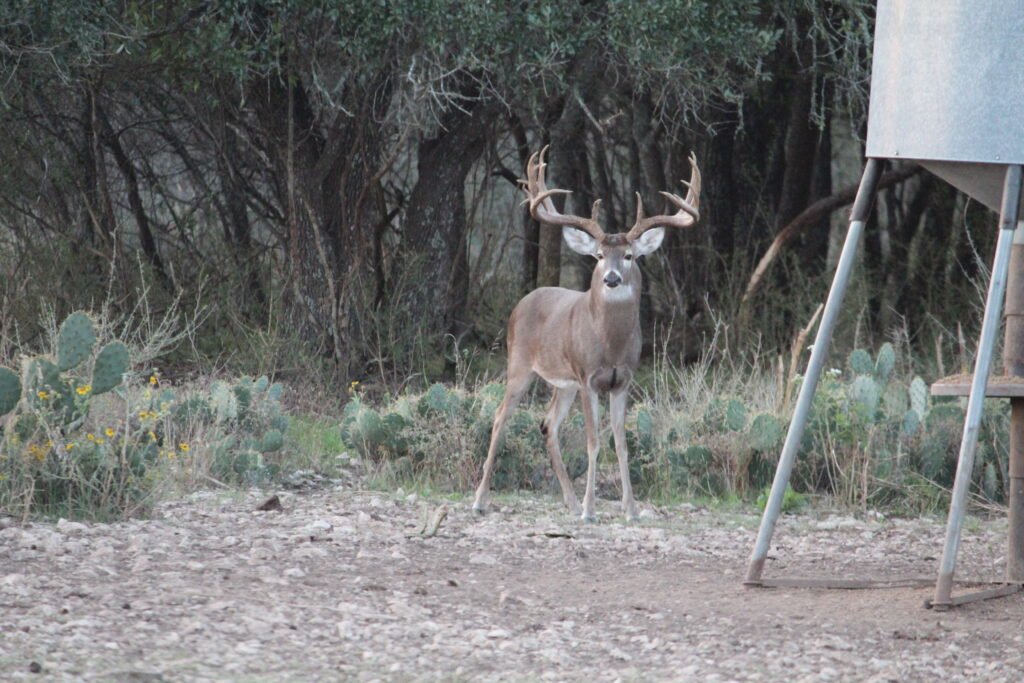 Aspire Wildlife Ranch – Seller-Provided Photos – Image 17