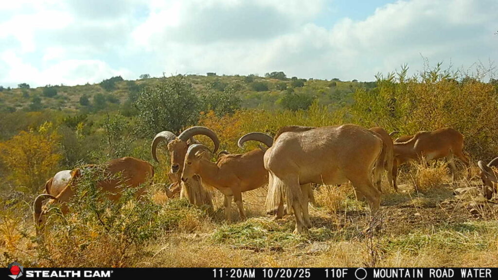 Indian Creek Ranch – Wildlife – Image 21