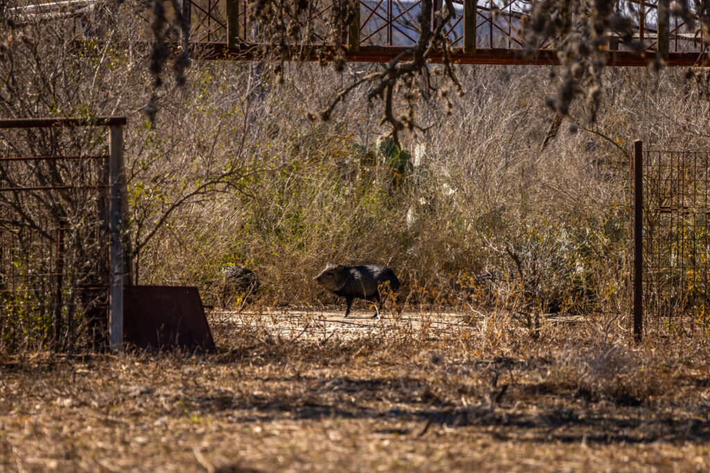 Indian Creek Ranch – Wildlife – Image 1