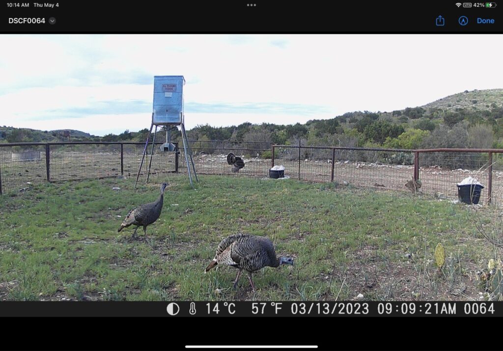 Indian Creek Ranch – Wildlife – Image 5