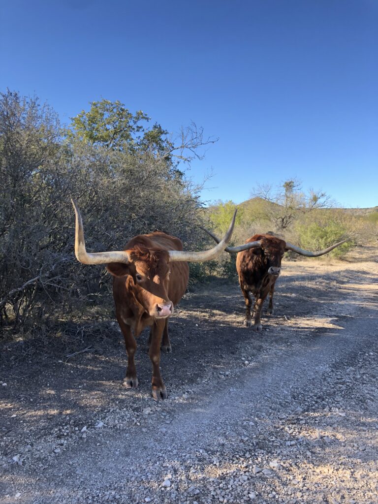 Indian Creek Ranch – Wildlife – Image 9