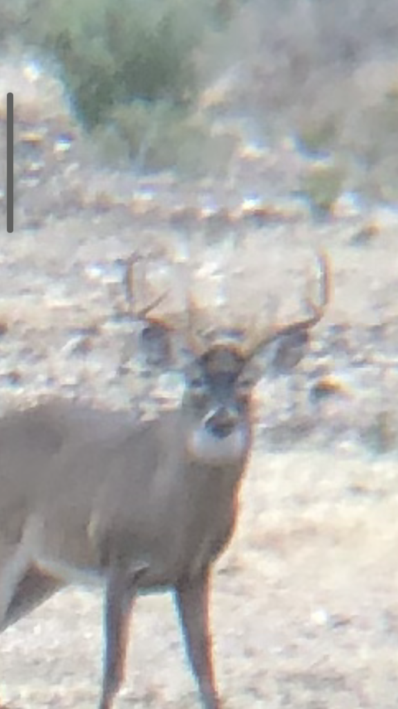 Indian Creek Ranch – Wildlife – Image 6