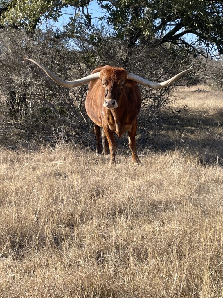 Indian Creek Ranch – Wildlife – Image 7