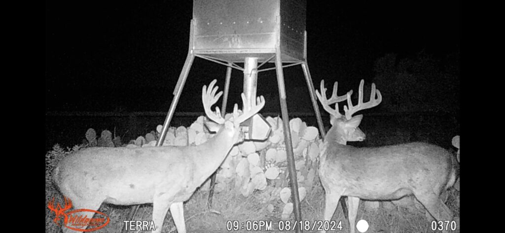 Indian Creek Ranch – Wildlife – Image 12