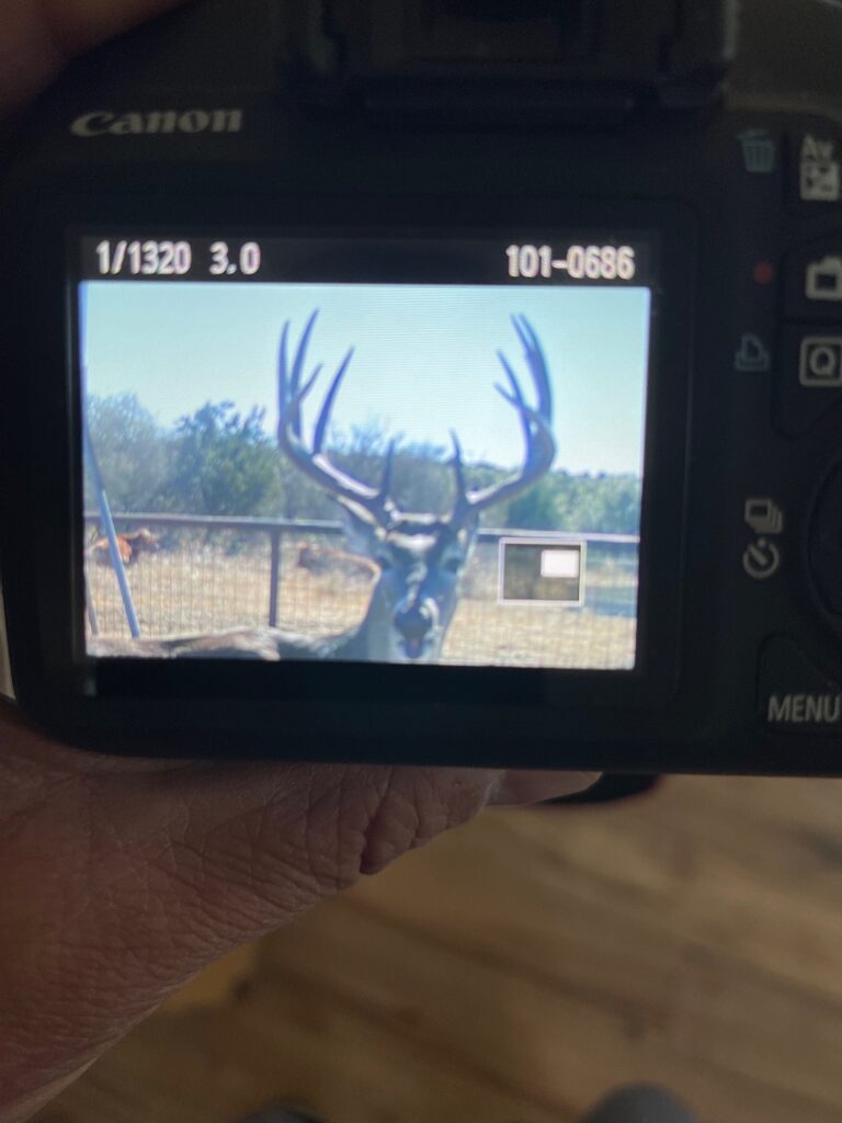 Indian Creek Ranch – Wildlife – Image 8
