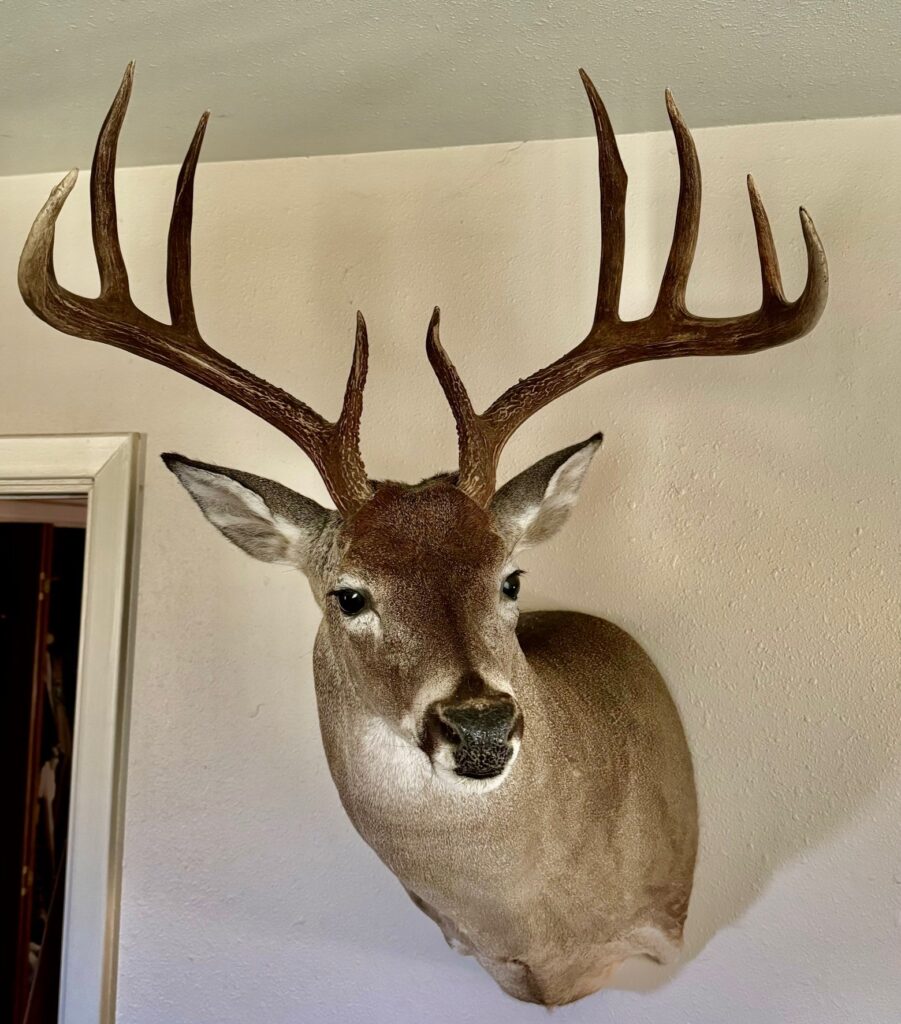 Indian Creek Ranch – Wildlife – Image 16