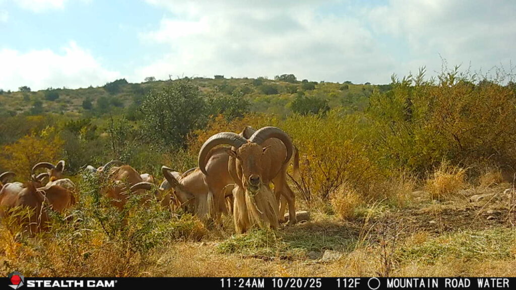 Indian Creek Ranch – Wildlife – Image 4