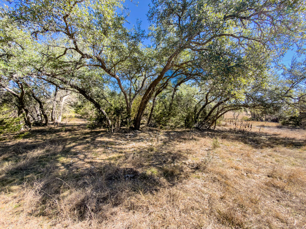 Little Blanco River Ranch – Trees & Timber – Image 4