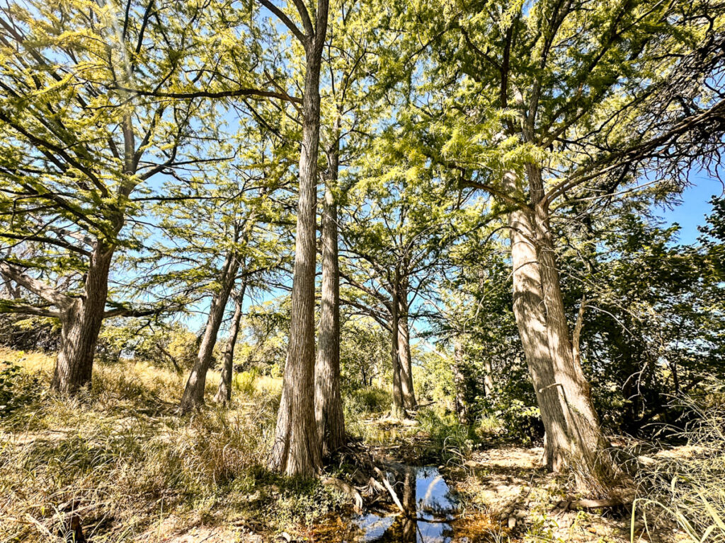 Little Blanco River Ranch – Creeks & Rivers – Image 3