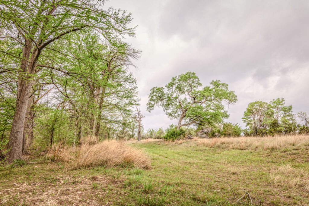 Little Blanco River Ranch – Trees & Timber – Image 6
