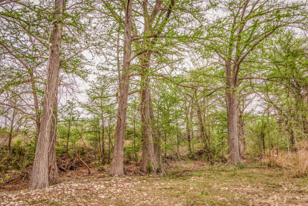 Little Blanco River Ranch – Trees & Timber – Image 7