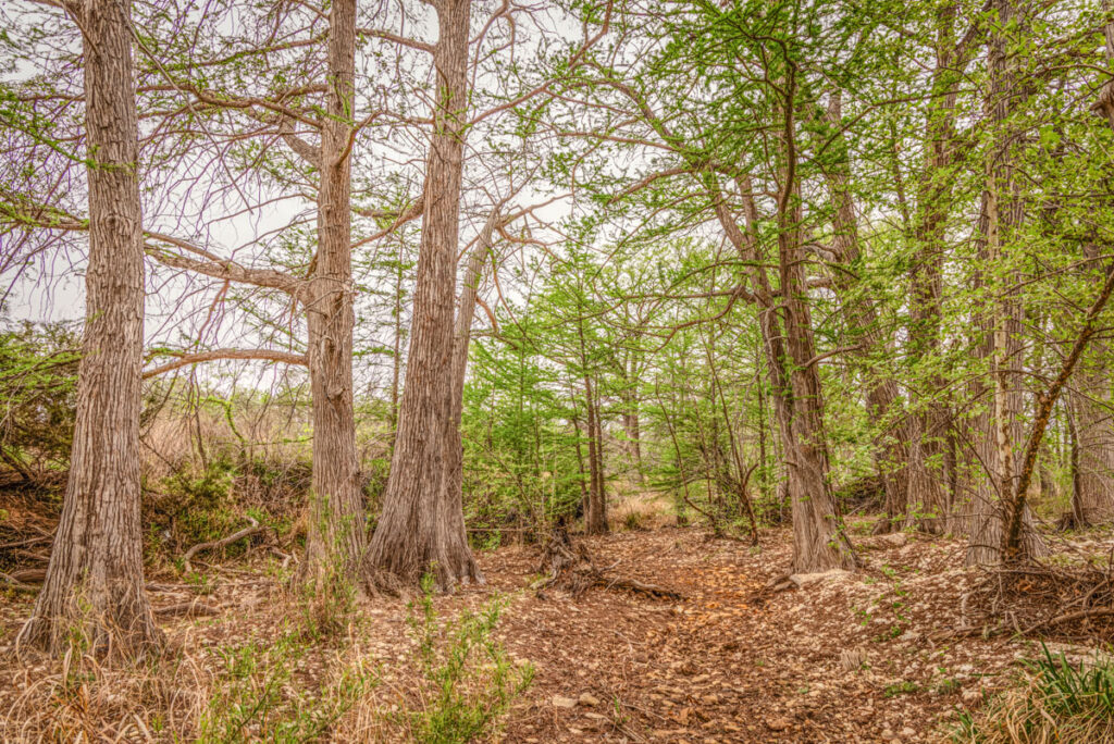 Little Blanco River Ranch – Creeks & Rivers – Image 10