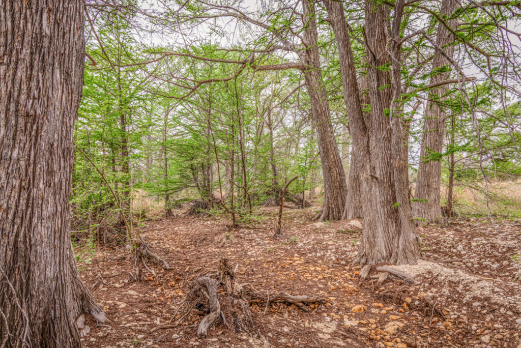 Little Blanco River Ranch – Trees & Timber – Image 8