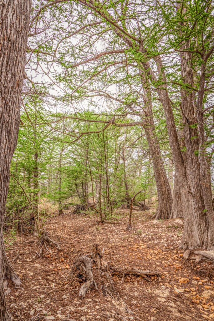Little Blanco River Ranch – Trees & Timber – Image 9