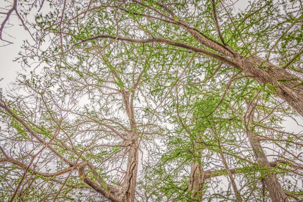 Little Blanco River Ranch – Trees & Timber – Image 10