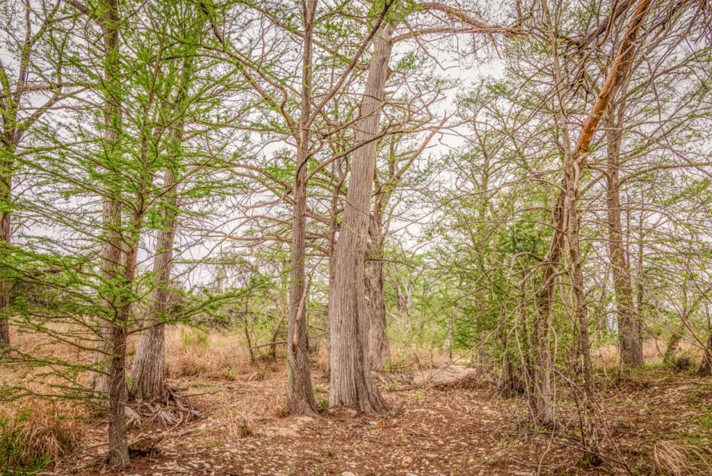 Little Blanco River Ranch – Trees & Timber – Image 11