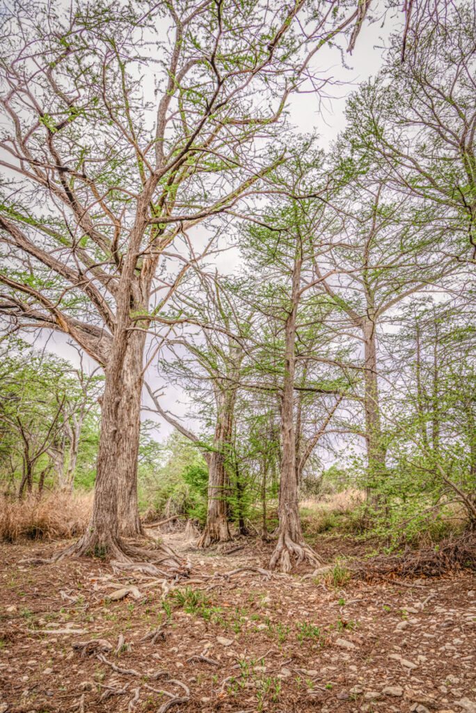 Little Blanco River Ranch – Trees & Timber – Image 12