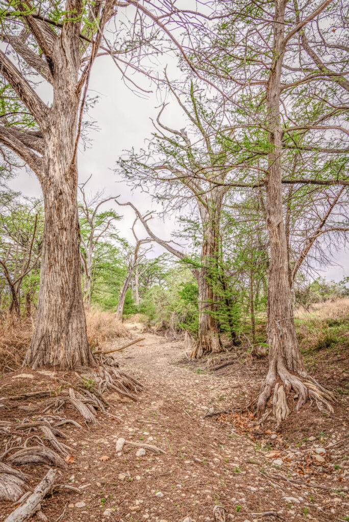 Little Blanco River Ranch – Trees & Timber – Image 13