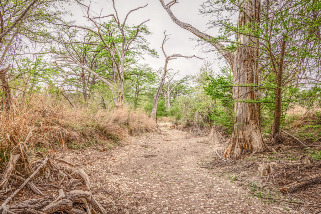 Little Blanco River Ranch – Trees & Timber – Image 14
