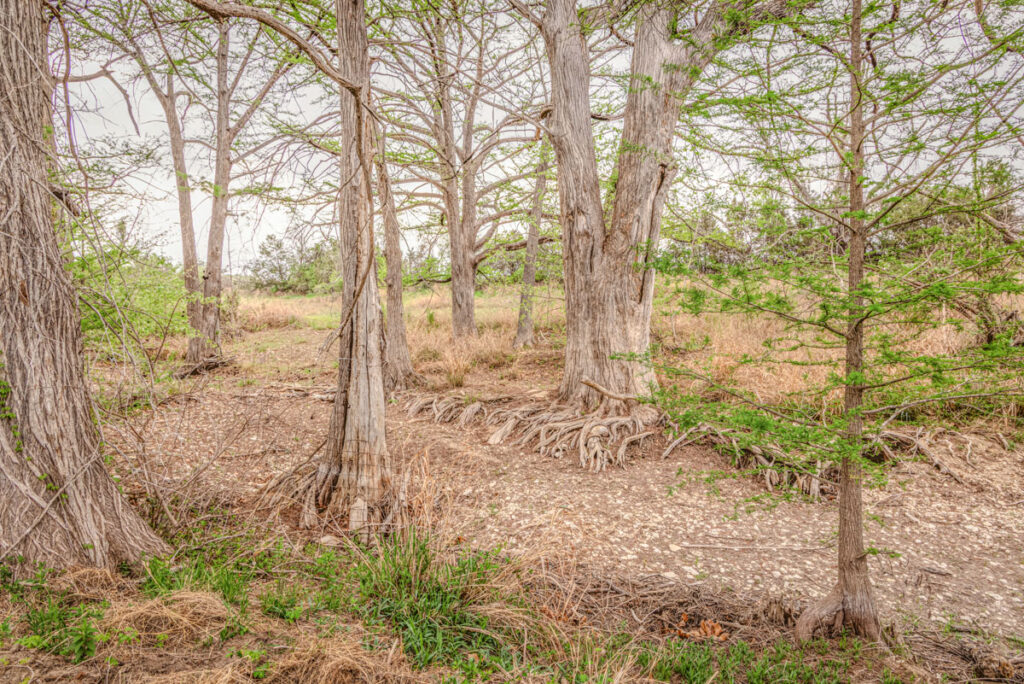 Little Blanco River Ranch – Trees & Timber – Image 15