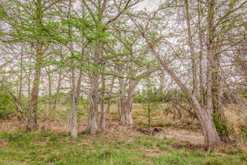 Little Blanco River Ranch – Trees & Timber – Image 18
