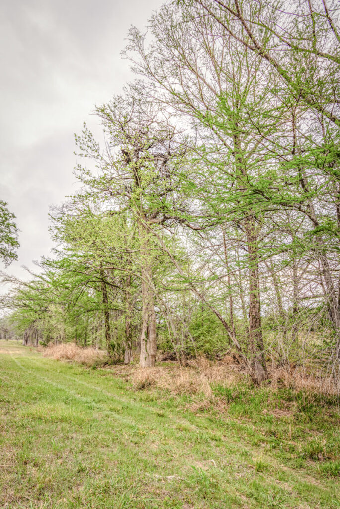 Little Blanco River Ranch – Trees & Timber – Image 19