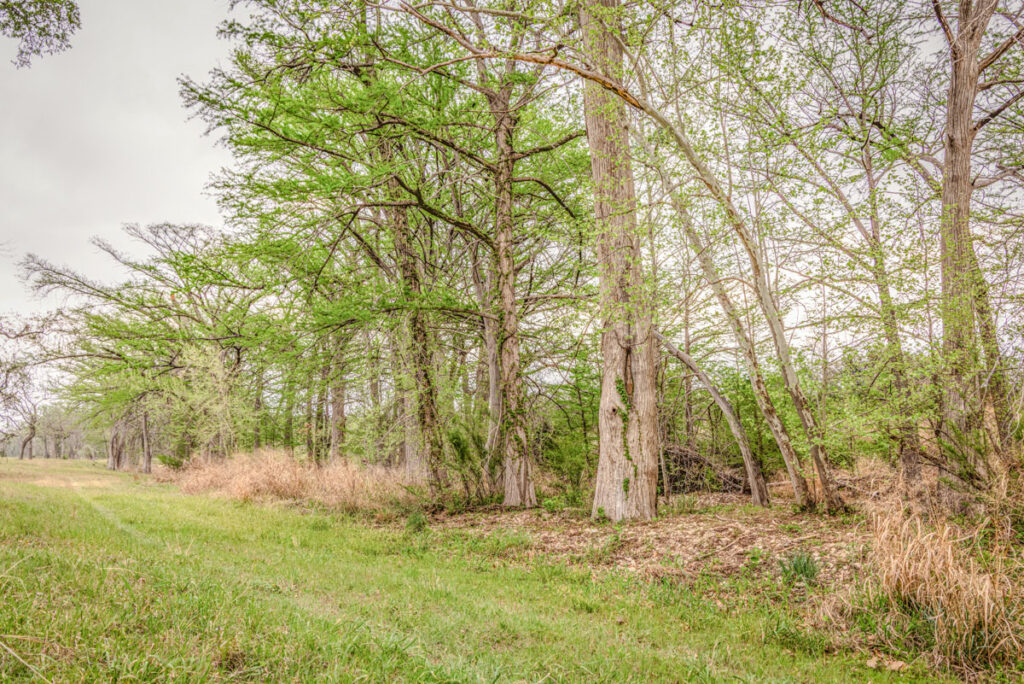 Little Blanco River Ranch – Trees & Timber – Image 20